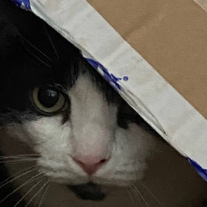 Meet your Posher, Dillon